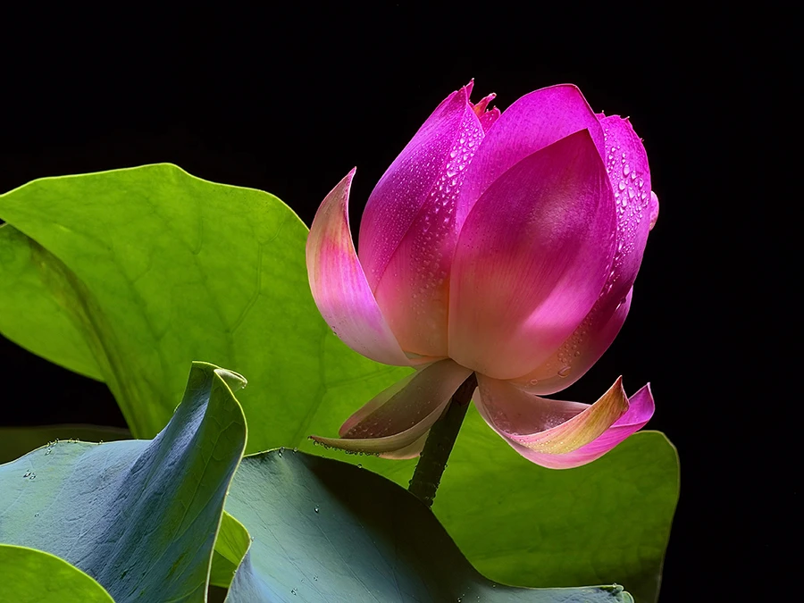 Apple ra mắt iPhone 17 Pro và iPhone 17 Pro Max